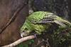 Kakapo
