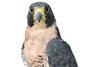 Peregrine Falcon MID