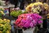 Florist flowers