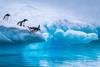 Penguins jump off an iceberg in Antarctica