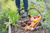 Vegetables grown in an allotment