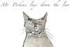 A Cats judgement