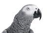 Grey parrot cutout