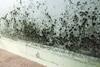 Mould