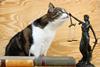 A cat and the lady justice figure