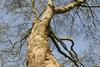 London plane tree
