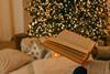 An open book is held in front of a Christmas tree
