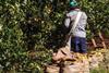 A farm worker picks oranges in Brazil