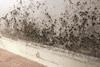 Mould