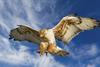 Hawk