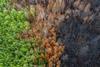 Wildfire damage