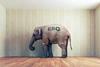 ESG elephant