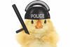 Chickenpolice