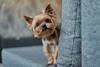 Miniature Yorkshire terrier