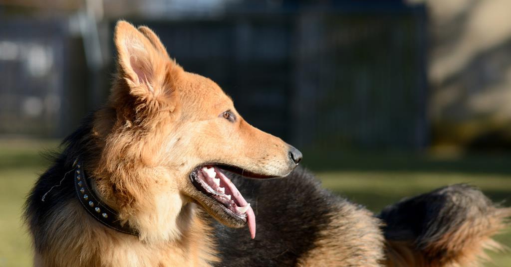 'Nation of animal lovers': lord chancellor takes on pet thieves - Vimarsana News