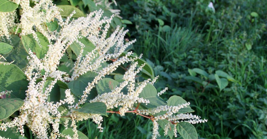 Court Of Appeal To Hear On Compulsory Mediation In Japanese Knotweed court-of-appeal-to-hear-on-compulsory-mediation-in-japanese-knotweed