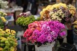 Florist flowers