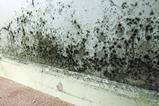 Mould