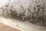 Mould