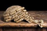 Barrister wig