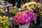 Florist flowers