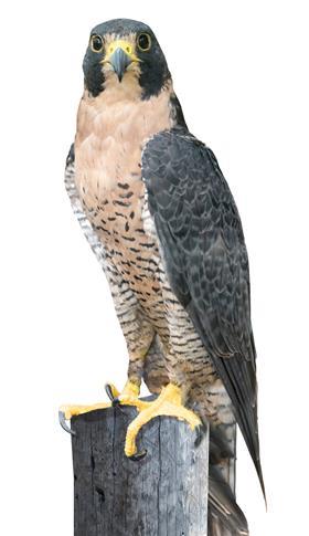 Peregrine Falcon MID