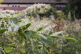 Japanese knotweed