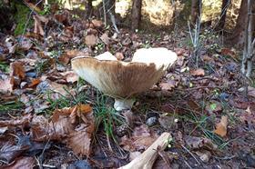 Mushroom