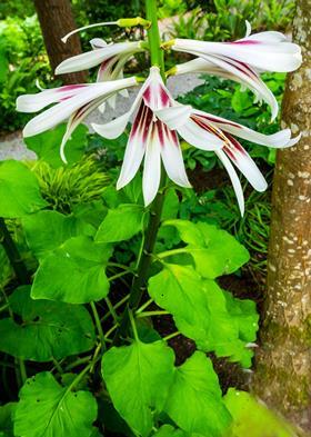 Himalayan lily