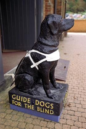 Guide-dog-collection