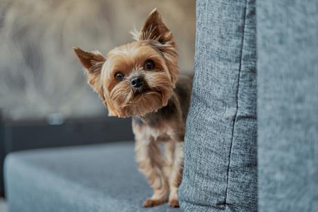 Miniature Yorkshire terrier