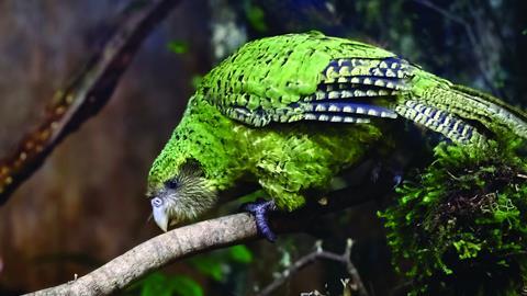 Kakapo