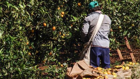 A farm worker picks oranges in Brazil