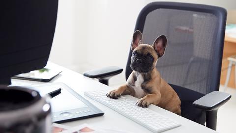 A puppy sits on a desk chair with paws on a keyboard
