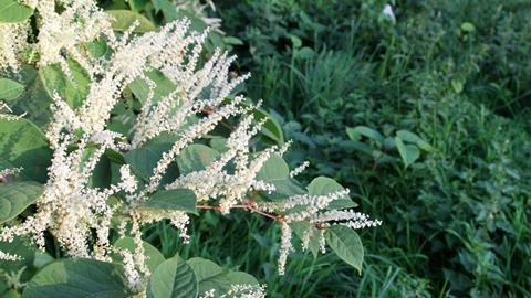 Japanese knotweed