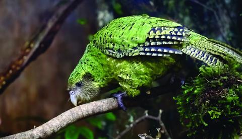 Kakapo