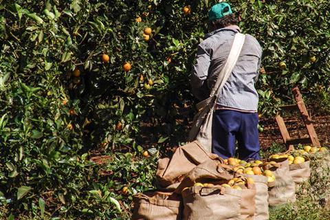 A farm worker picks oranges in Brazil