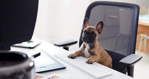 A puppy sits on a desk chair with paws on a keyboard
