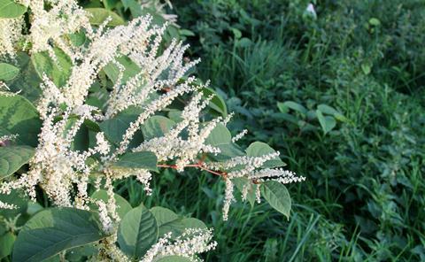 Japanese knotweed