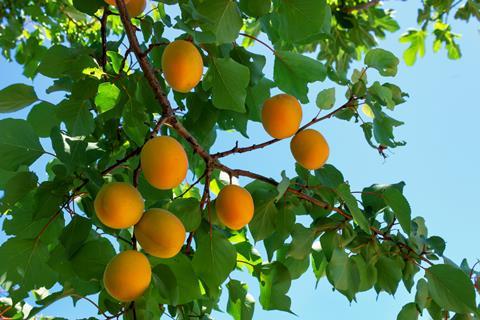 Apricot tree