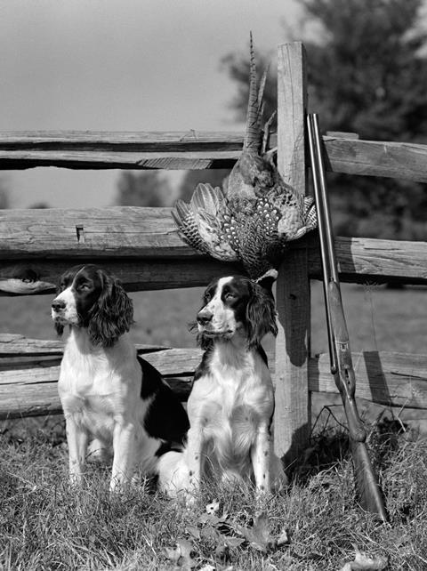 Pheasants shoot