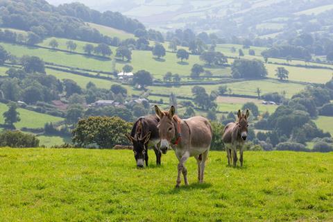 Donkey Sanctuary_Herd of donkeys at Brookfield