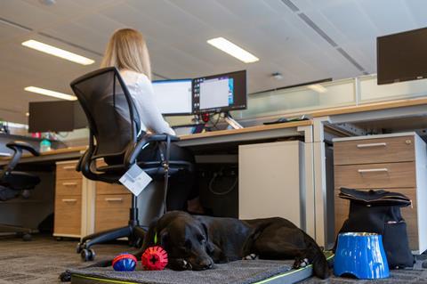 Albert naps while Banks works