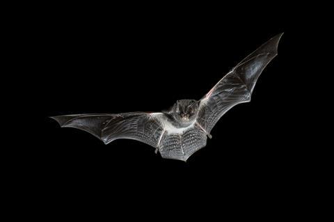 Flying bat