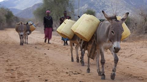 Donkey Sanctuary_International Pic 620x348px