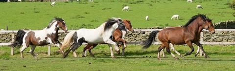 Horses & Ponies Protection Association