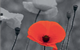 Poppy