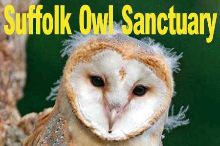 Suffolk-Owl_450x300-button
